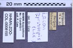 Etiketten zu Lacon pyrsolepis (NHMW-ZOO-COL-0008155)